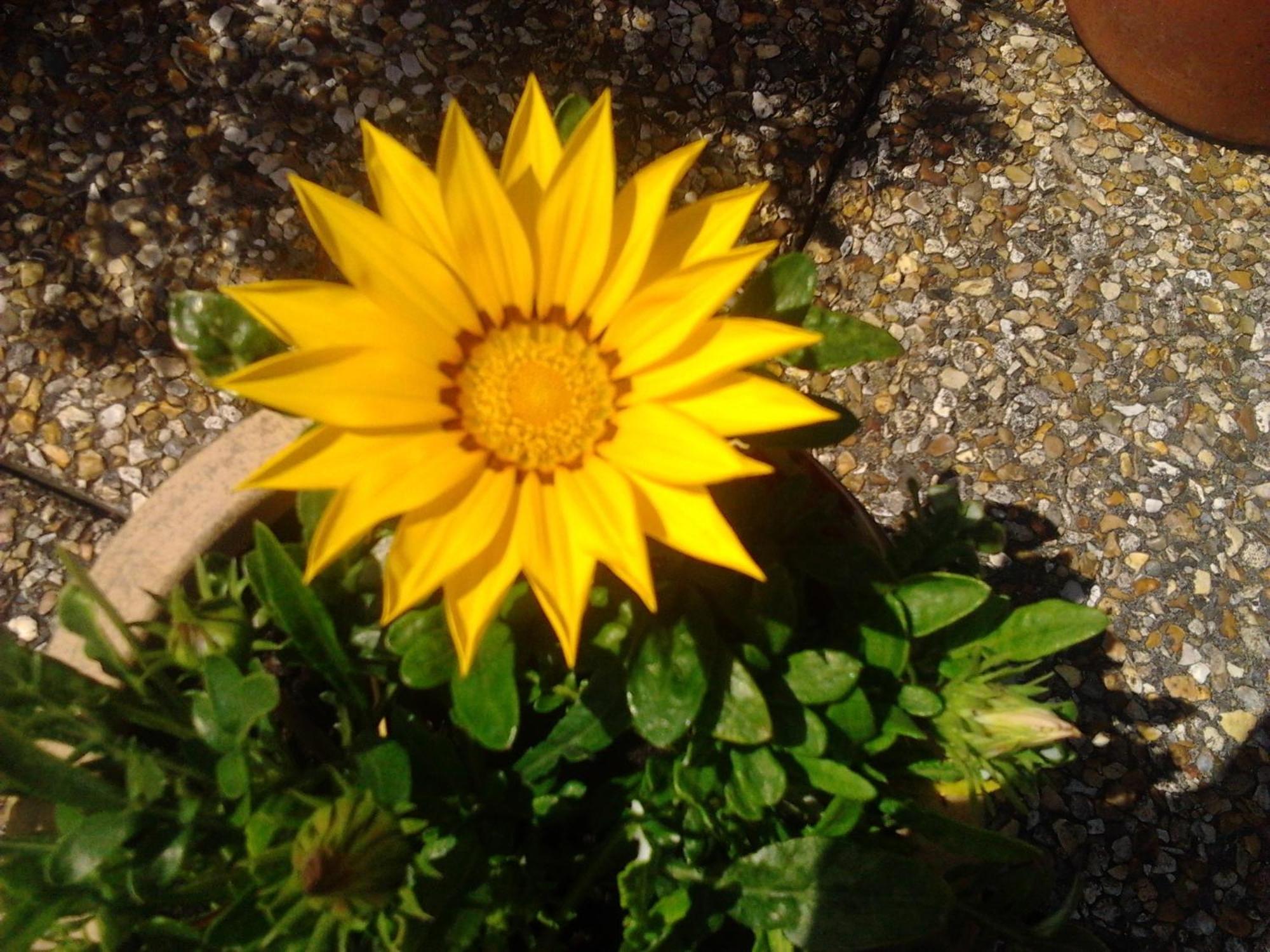 Rosslare Strand Rooms Only Accommodation Rosslare Harbour Buitenkant foto